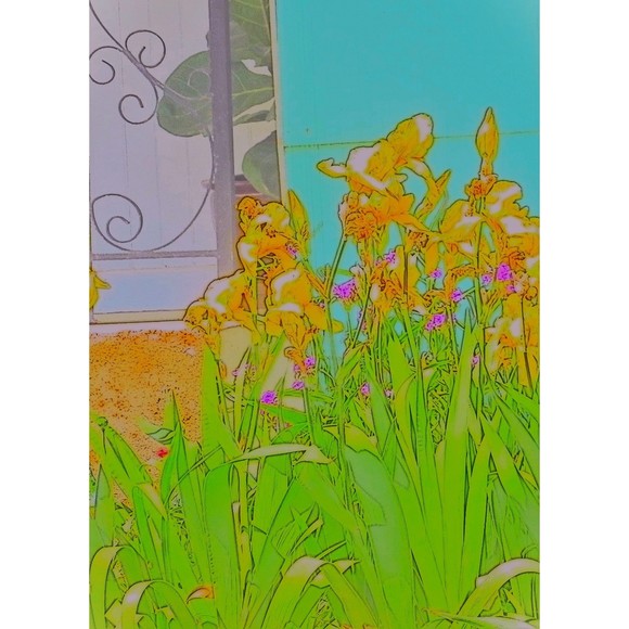 Four 8 by 10 Prints of My Iris Series of digitally enhance Photographs Signed - Picture 1 of 4